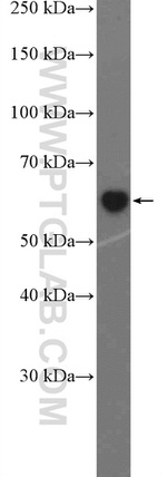 SLAMF7 Antibody in Western Blot (WB)