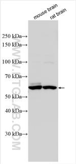 GK2 Antibody in Western Blot (WB)