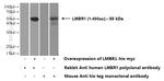 LMBR1 Antibody in Western Blot (WB)