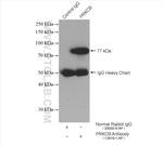 PKC Pan Antibody in Immunoprecipitation (IP)