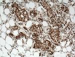 CUGBP2 Antibody in Immunohistochemistry (Paraffin) (IHC (P))