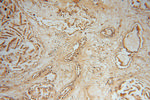 NME5 Antibody in Immunohistochemistry (Paraffin) (IHC (P))