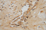NME5 Antibody in Immunohistochemistry (Paraffin) (IHC (P))