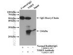 NME5 Antibody in Immunoprecipitation (IP)