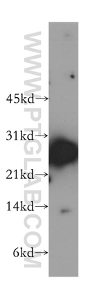 NME5 Antibody in Western Blot (WB)