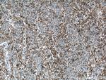 SKAP2 Antibody in Immunohistochemistry (Paraffin) (IHC (P))