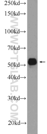 IRF6 Antibody in Western Blot (WB)