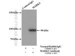 MARK3 Antibody in Immunoprecipitation (IP)