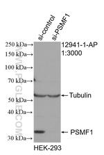 PSMF1 Antibody in Western Blot (WB)