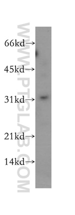 PSMF1 Antibody in Western Blot (WB)