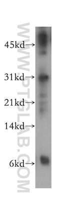 PSMF1 Antibody in Western Blot (WB)