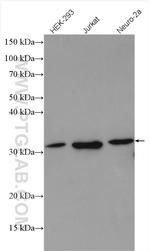 PSMF1 Antibody in Western Blot (WB)