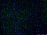 CLASP2 Antibody in Immunohistochemistry (PFA fixed) (IHC (PFA))