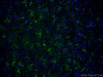 CLASP2 Antibody in Immunohistochemistry (PFA fixed) (IHC (PFA))