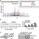 BMI-1 Antibody in Immunoprecipitation (IP)