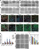ZO-1 Antibody in Immunocytochemistry (ICC/IF)