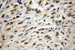TRIM69 Antibody in Immunohistochemistry (Paraffin) (IHC (P))