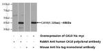 CA10 Antibody in Western Blot (WB)