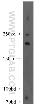 FANCM Antibody in Western Blot (WB)