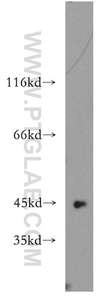 LIPA Antibody in Western Blot (WB)