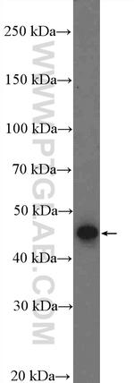 LIPA Antibody in Western Blot (WB)