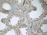 TEKT3 Antibody in Immunohistochemistry (Paraffin) (IHC (P))