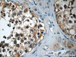 TEKT3 Antibody in Immunohistochemistry (Paraffin) (IHC (P))