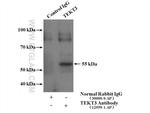 TEKT3 Antibody in Immunoprecipitation (IP)