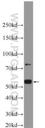 TEKT3 Antibody in Western Blot (WB)