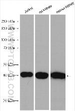 PPM1A Antibody in Western Blot (WB)