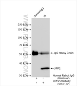 UPP2 Antibody in Immunoprecipitation (IP)