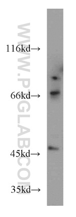 PAICS Antibody in Western Blot (WB)