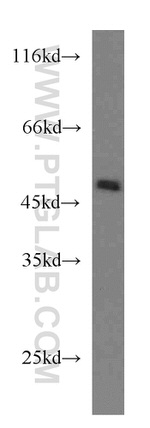 PAICS Antibody in Western Blot (WB)