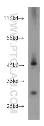 PAICS Antibody in Western Blot (WB)