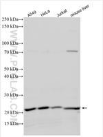 EBP Antibody in Western Blot (WB)