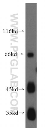 JAM2 Antibody in Western Blot (WB)
