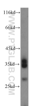 JAM2 Antibody in Western Blot (WB)