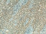CDKL5 Antibody in Immunohistochemistry (Paraffin) (IHC (P))