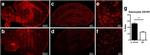 GFAP Antibody in Immunohistochemistry (Frozen) (IHC (F))
