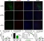 GFAP Antibody in Immunohistochemistry (Frozen) (IHC (F))
