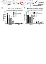 Tau Antibody in Immunoprecipitation (IP)