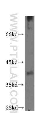 NFYA Antibody in Western Blot (WB)