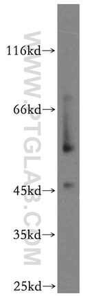 NFYA Antibody in Western Blot (WB)