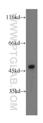 NFYA Antibody in Western Blot (WB)