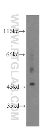 NFYA Antibody in Western Blot (WB)
