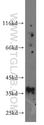 NFYA Antibody in Western Blot (WB)