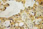 MPP7 Antibody in Immunohistochemistry (Paraffin) (IHC (P))