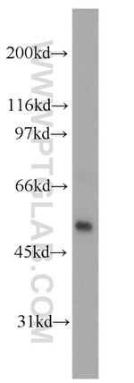 PHD1 Antibody in Western Blot (WB)