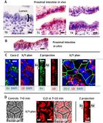 ZO-1 Antibody in Immunohistochemistry (IHC)