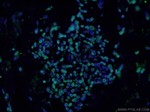 Lamin B1 Antibody in Immunohistochemistry (PFA fixed) (IHC (PFA))